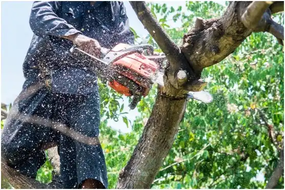 tree services Collegeville